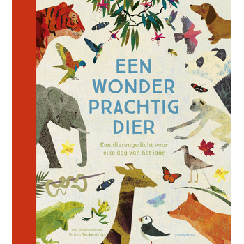 Een wonderprachtig dier (Hardback) bij Singel 344