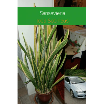 Sansevieria (Paperback) bij Singel 344
