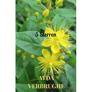 5 Sterren (Paperback) bij Singel 344