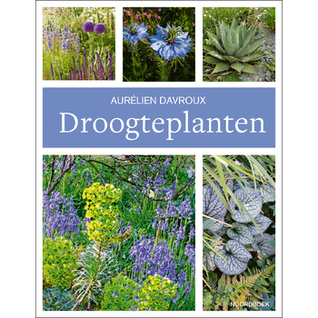 Droogteplanten (Paperback) bij Singel 344